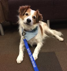 Picture of a brown and white dog with a blue leash that says North Star Therapy Animals/